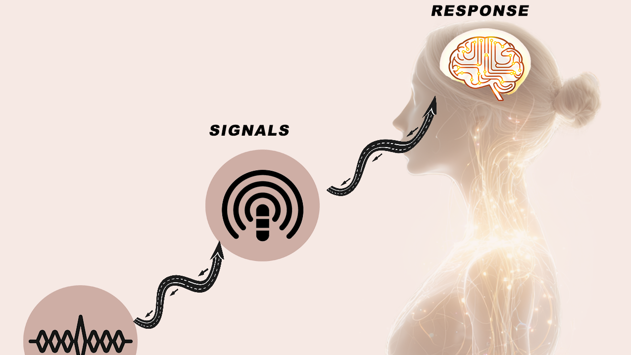 Your Body Responds to Rhythm, Not Just Intensity